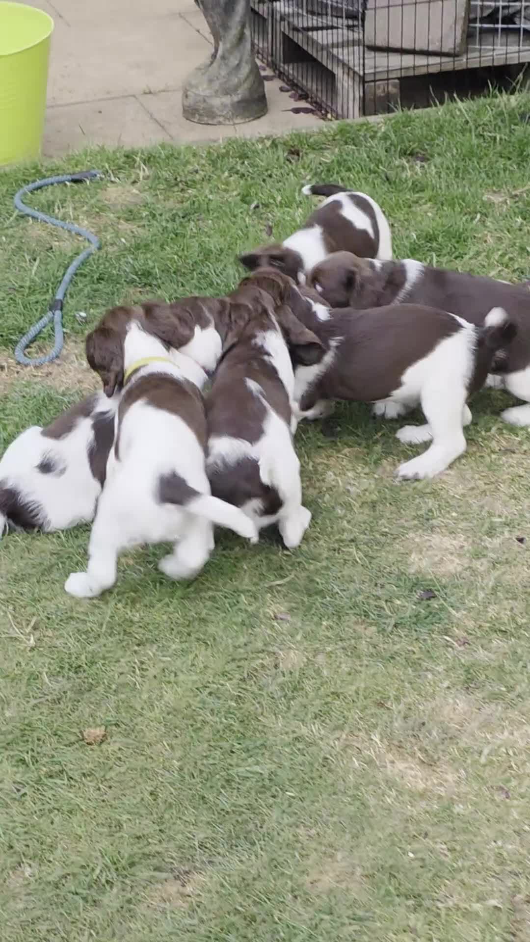 English Springer Spaniel dogs for sale: KC Reg. READY NOW. English Springer Spaniel 8 WKS - Video 2