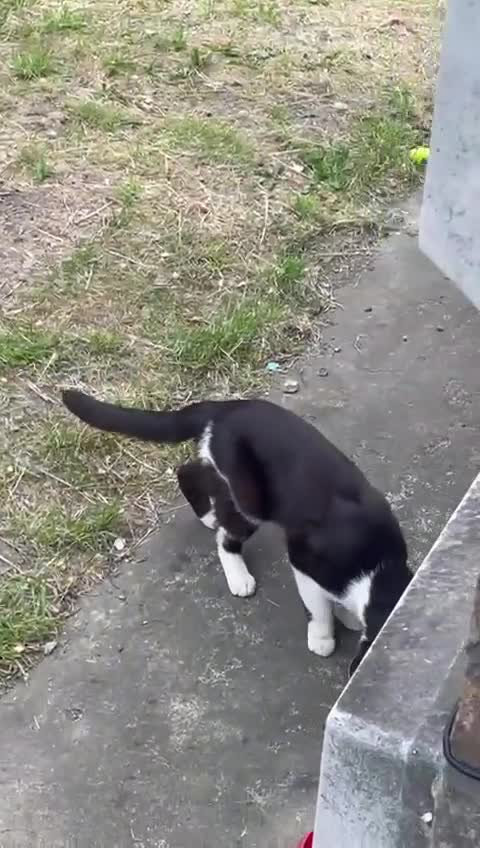 Mixed Breed cats for adoption: Billy needs home of his own - Video 3