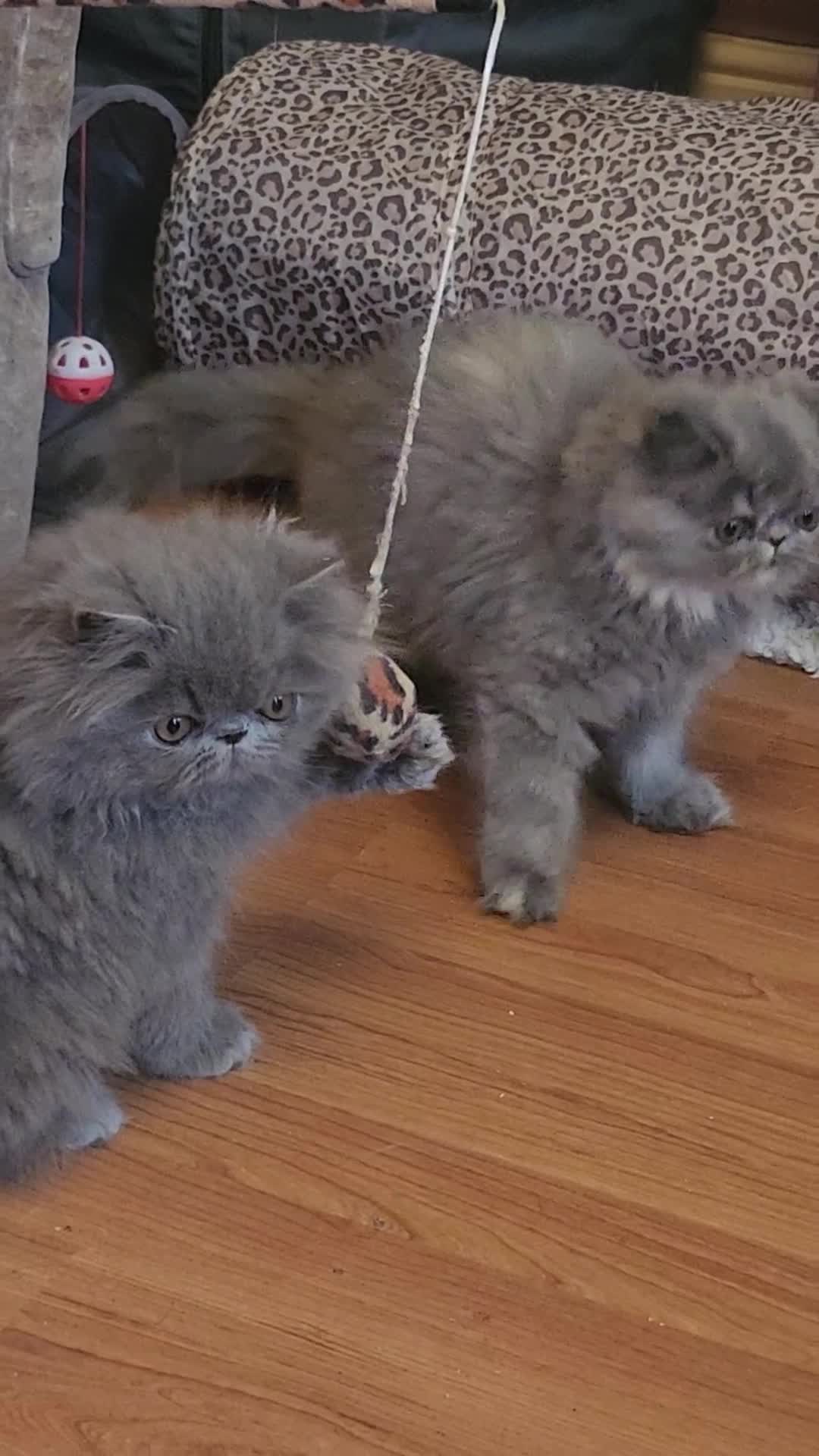 Exotic cats for sale: OUTSTANDING  QUALITY EXOTIC  KITTENS - Video 2