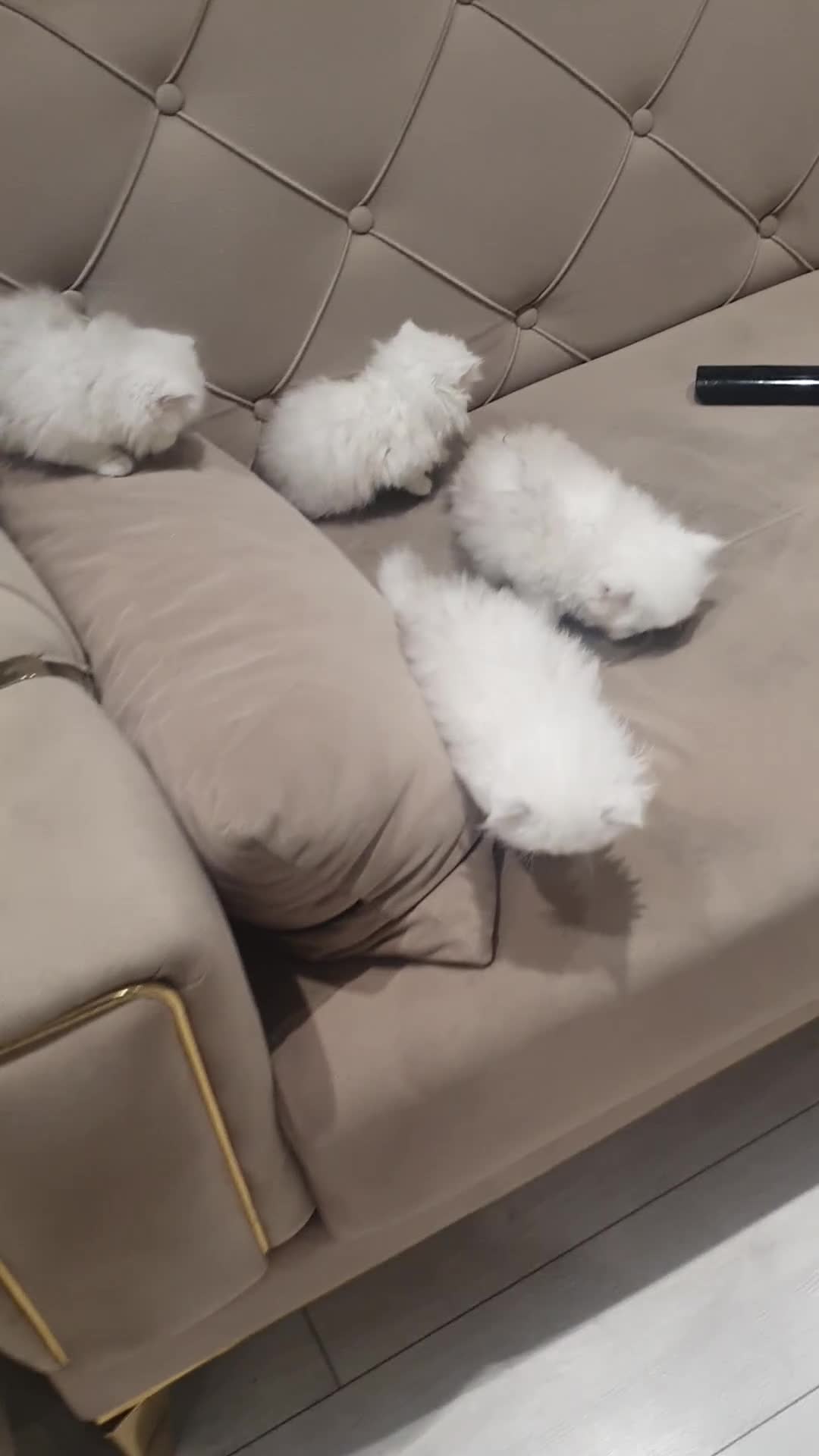 Persian cats for sale: Majestic Persian Chinchilla Kittens in Solihull - Video 2