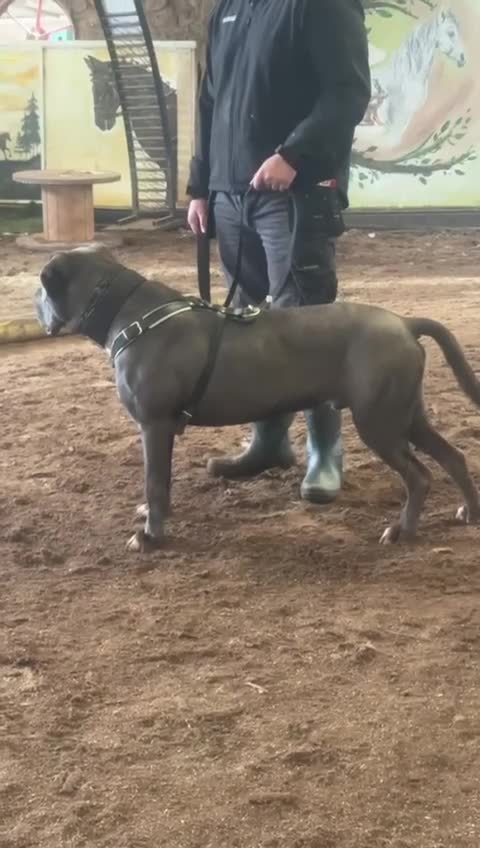 Cane Corso dogs for sale: ICCF Registered Cane Corso in Oldham - Video 1
