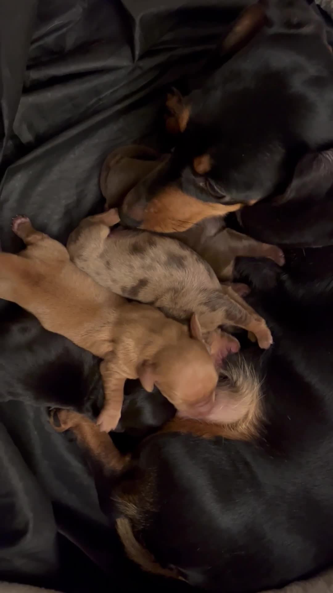 Dachshund dogs for sale: 🐾 Beautiful Dachshund Puppies Available 🐾 - Video 1