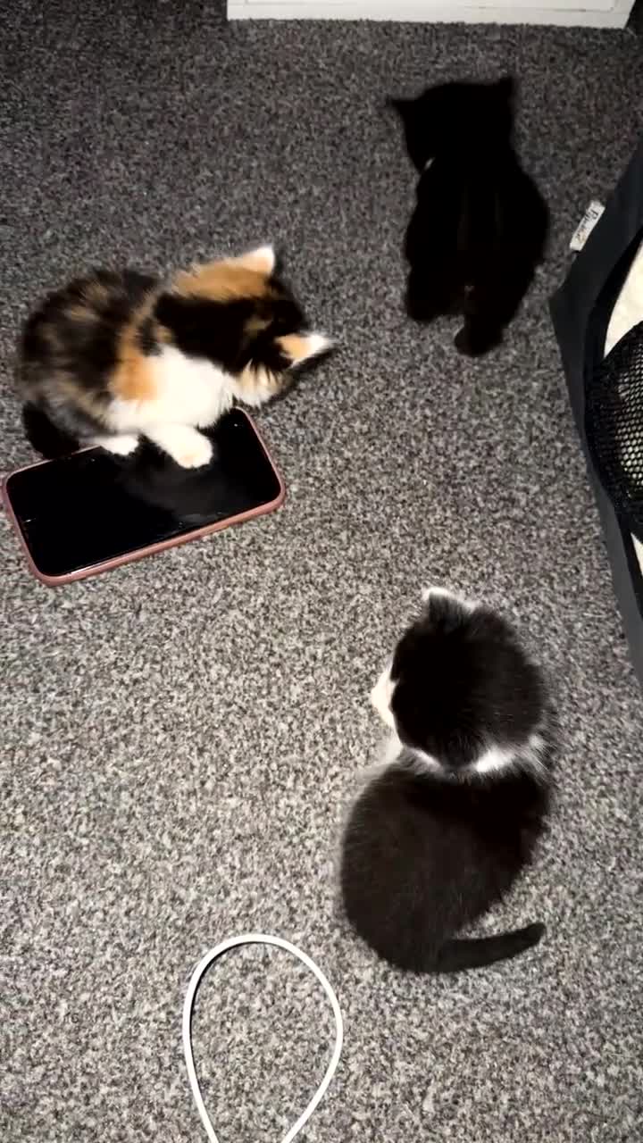 Mixed Breed cats for sale: 3 beautiful kittens available  - Video 3