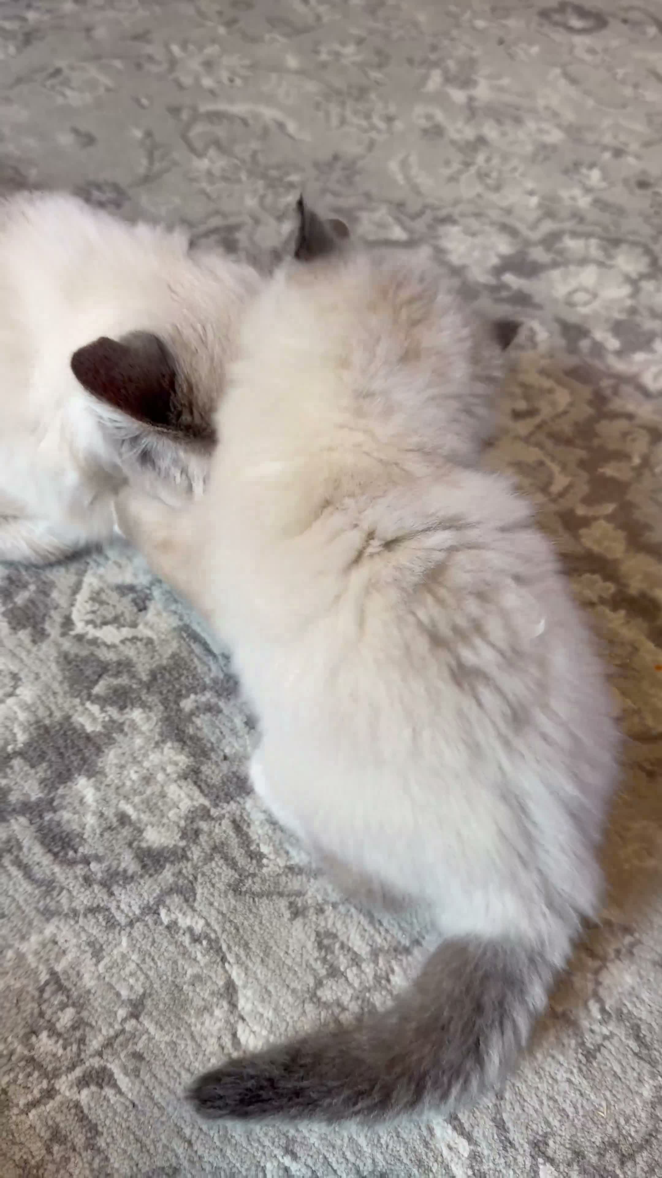Ragdoll cats for sale: Ragdoll - Video 1