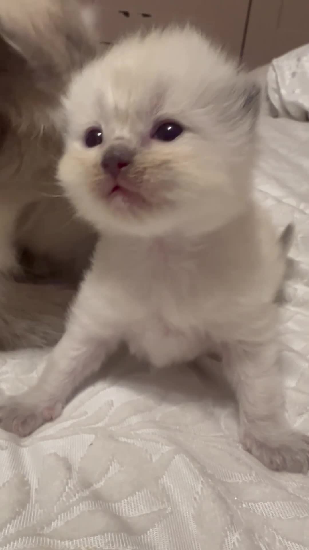 Ragdoll cats for sale: 5 beautiful fluffy ragdolls in Henley-in-Arden - Video 4
