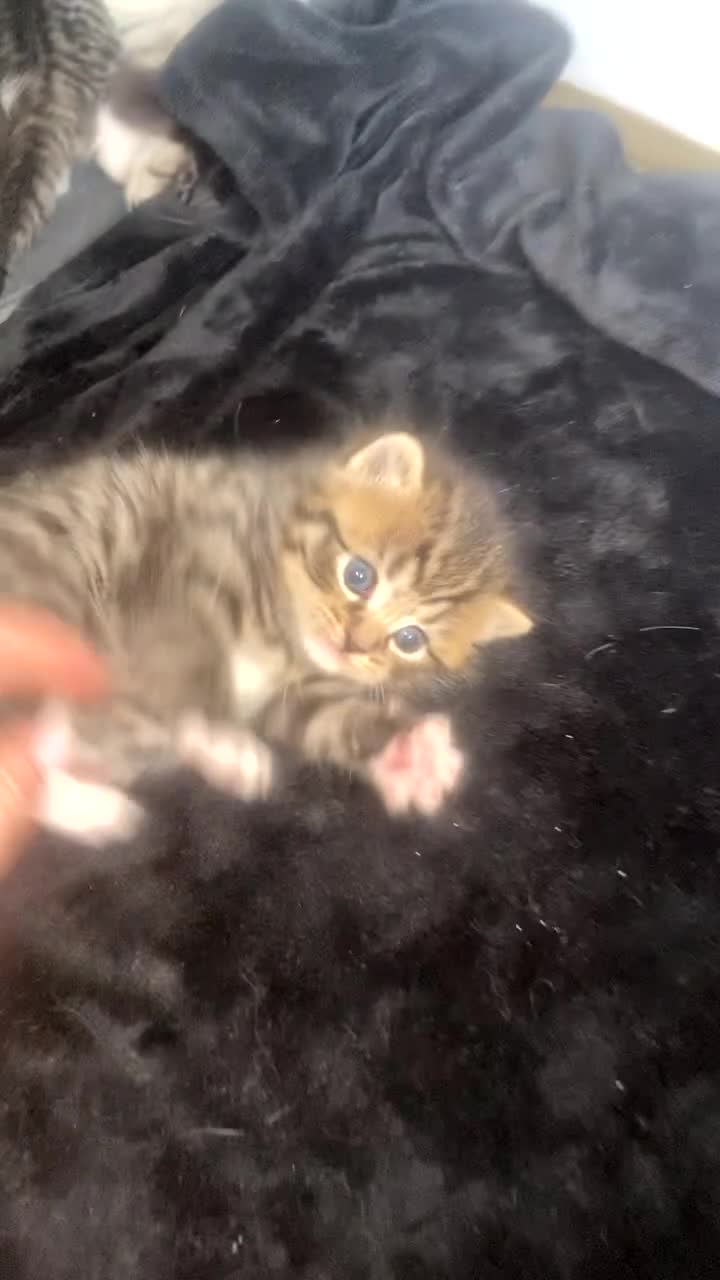 Mixed Breed cats for sale: 5 x Stunning Bengal Mixed Kittens for sale  - Video 2