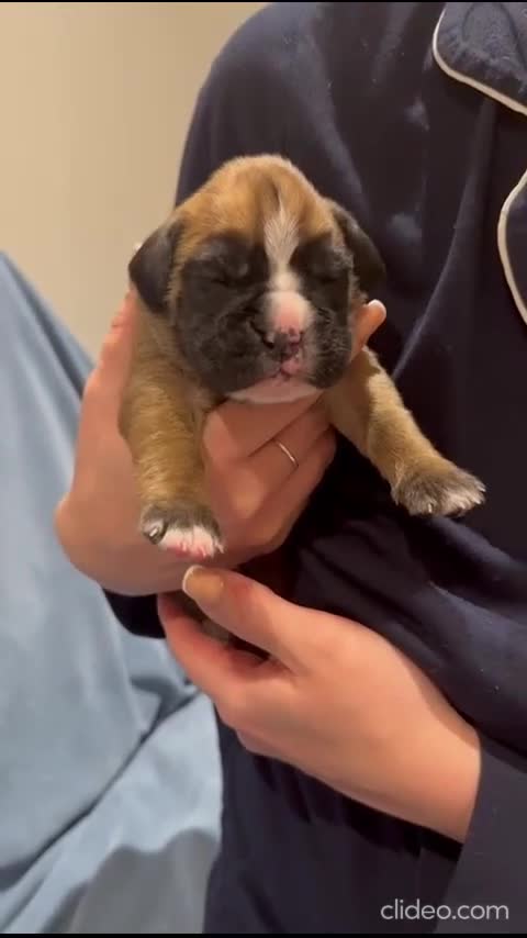 Boxer dogs for sale: Stunning KC Registered Boxer Puppies – 0% COI in Brentwood - Video 4