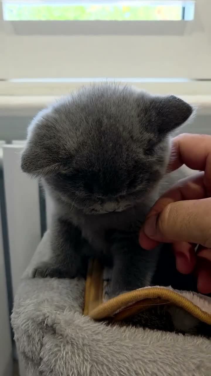 British Shorthair cats for sale: Gorgeous British Shorthair kittens Cute & Adorable - Video 3
