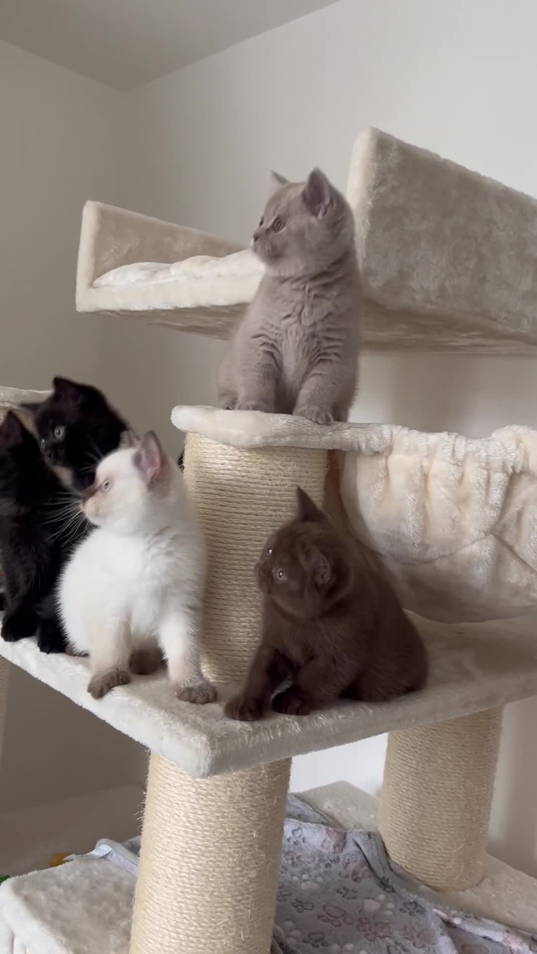 British Shorthair cats for sale: Adorable kittens available (1 female left!!) - Video 2