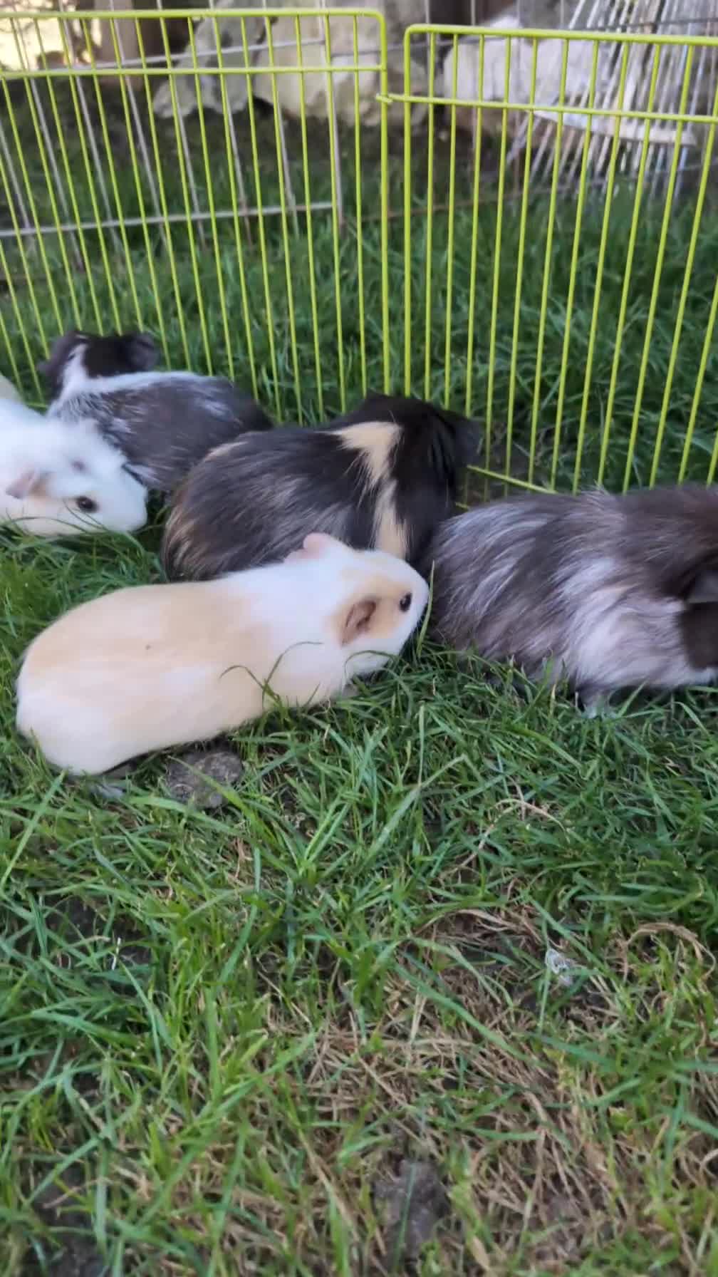 Guinea Pig rodents for sale: Baby guinea pigs ready now in Bakewell - Video 1