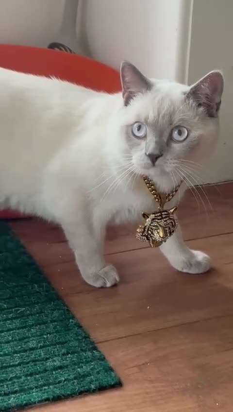 British Shorthair cats for stud: Pedigree White British Shorthair - Colourpoint BSH - Video 5