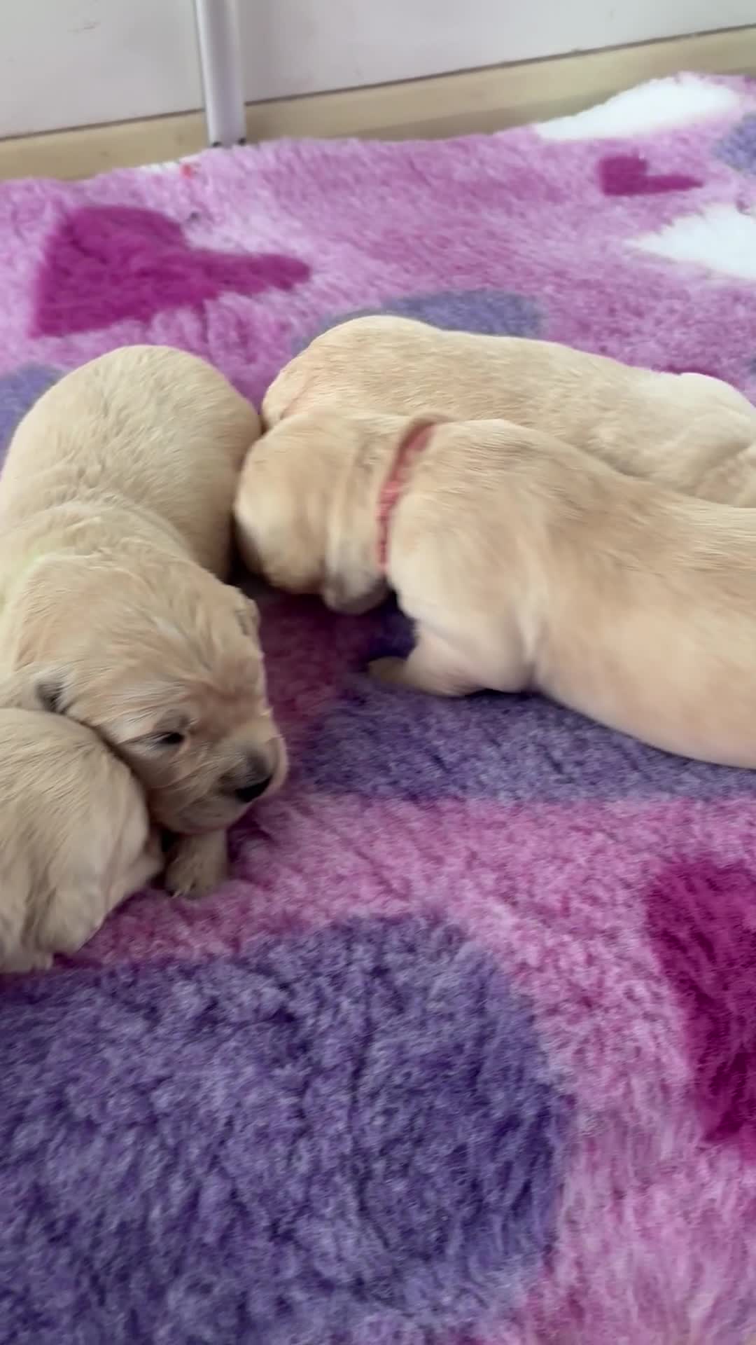 Golden Retriever dogs for sale: KC Registered Golden Retriever Puppies  - Video 1