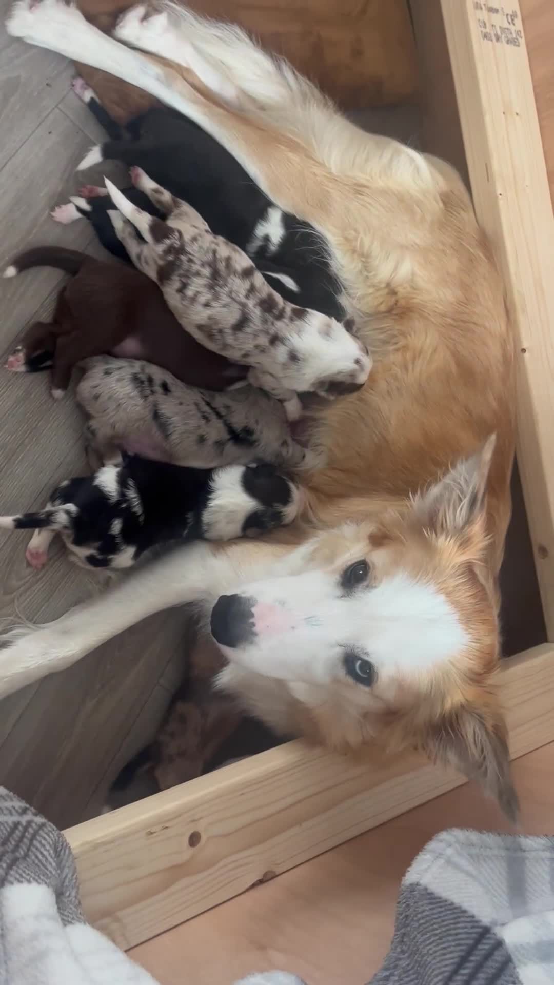 Border Collie dogs for sale: Border Collie pup- Merle, Black, Chocolate, Blonde - Video 1