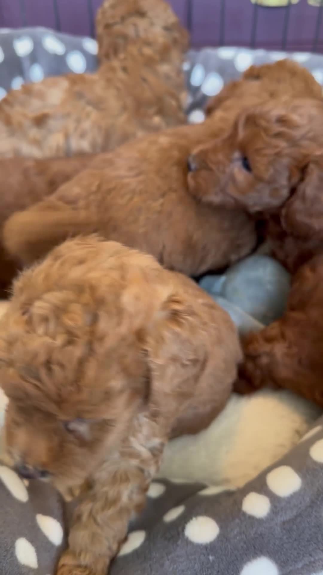 Miniature Poodle dogs for sale: Miniature Poodle puppies.  - Video 1