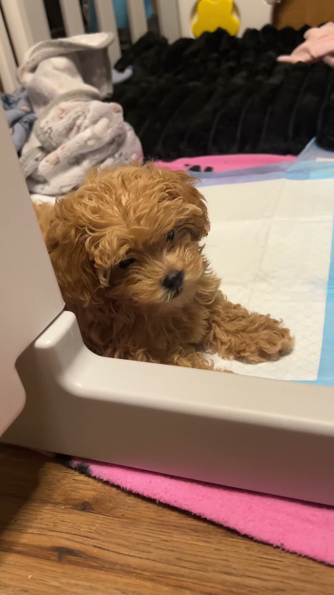 Maltipoo dogs for sale: Beautiful  Maltipoo puppies F1B 🥰 - Video 1