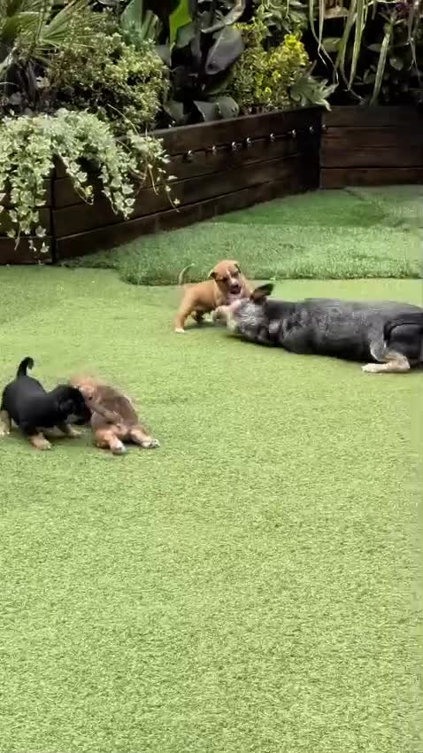 Jack Russell dogs for sale: Jack russell puppy  - Video 1