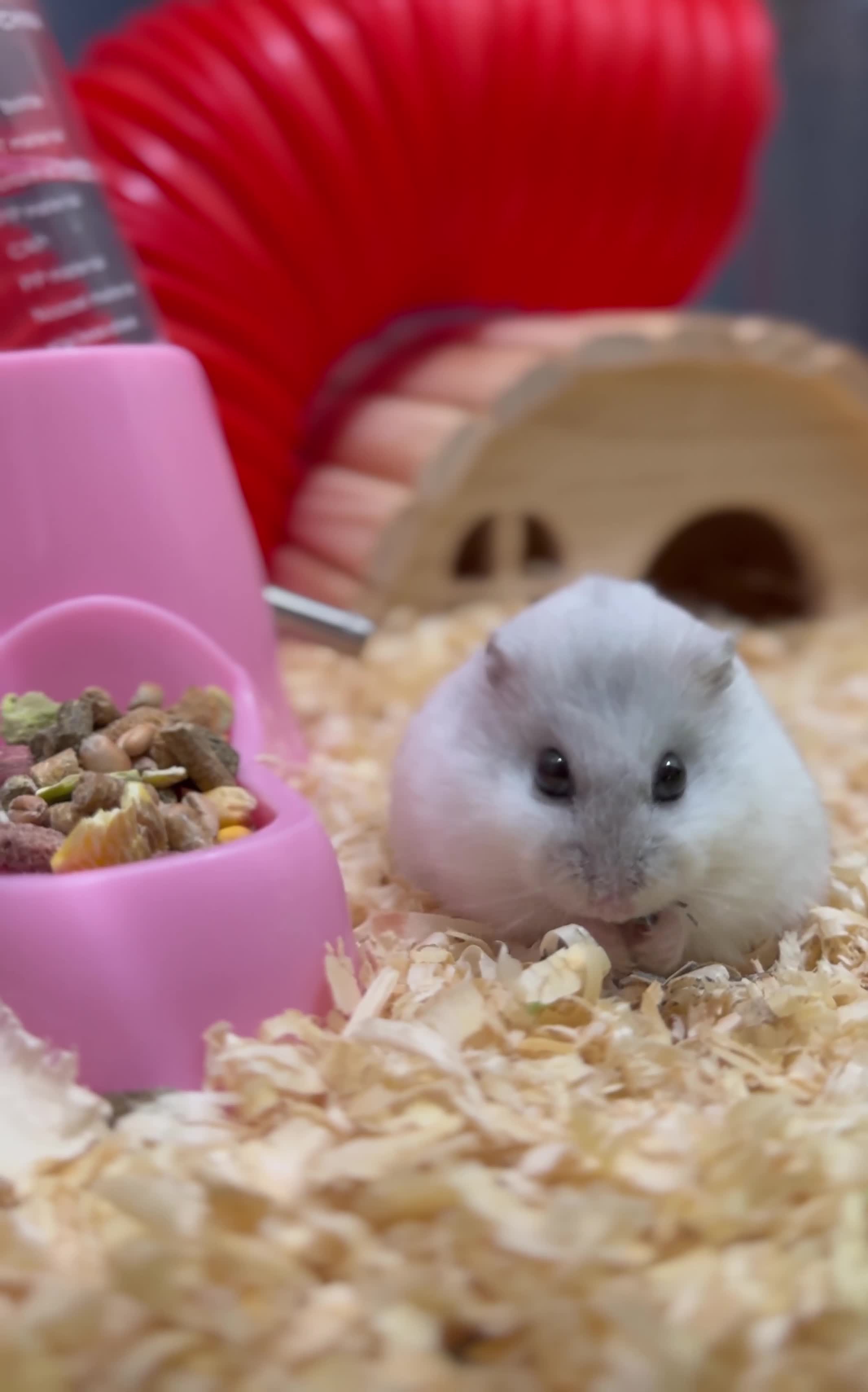 Hamster rodents for sale: Female Dwarf Hamster  - Video 1