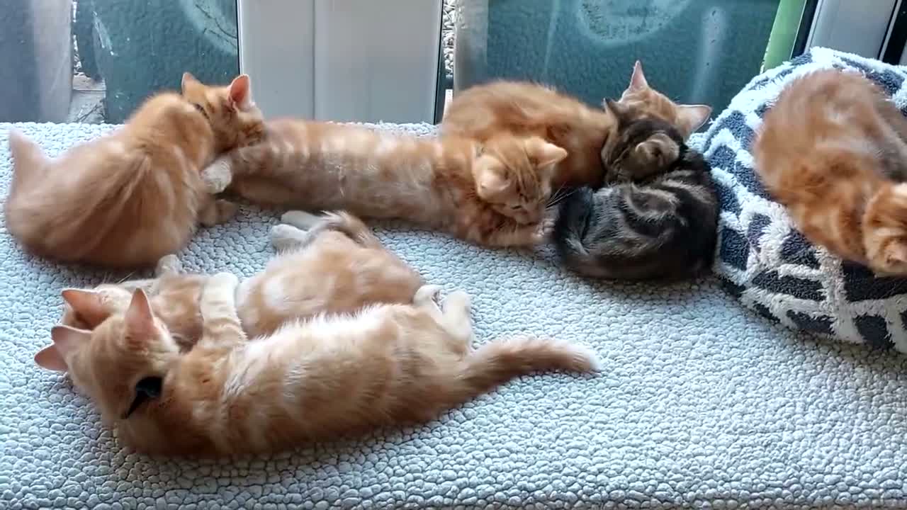 Mixed Breed cats for sale: Maine coon cross Ginger 12 week kittens male - Video 1