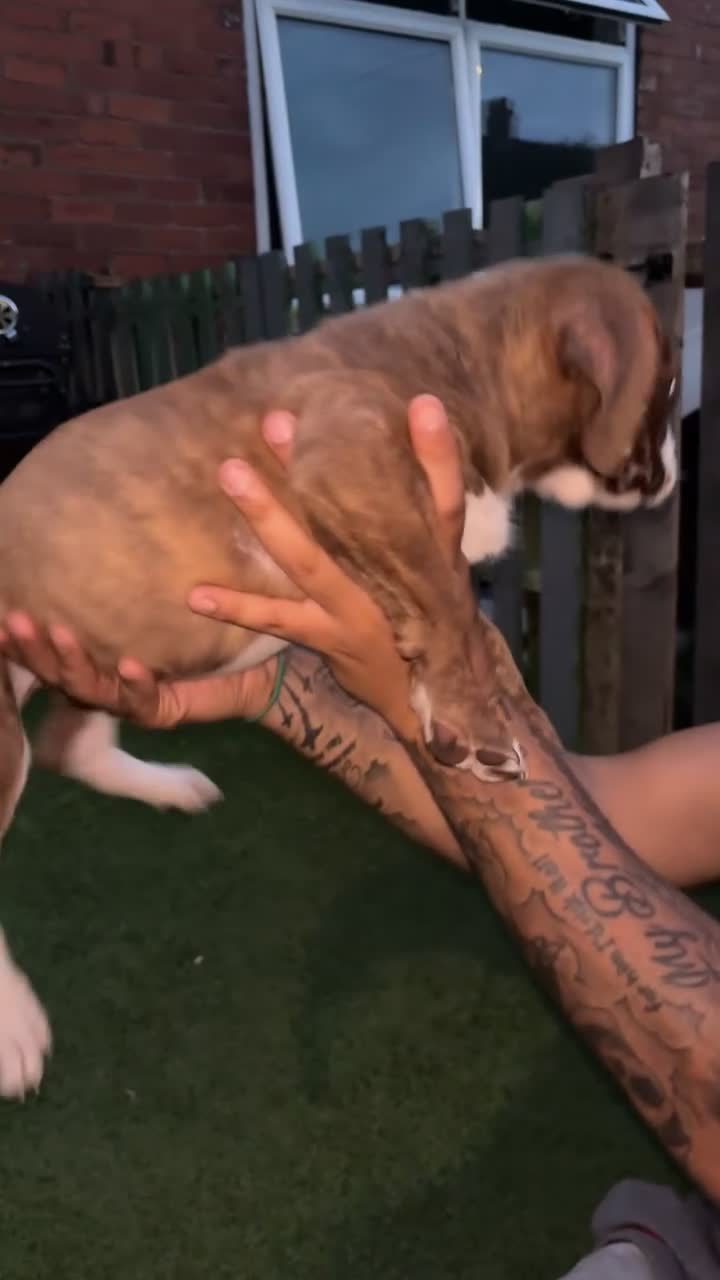 Mixed Breed dogs for sale: Dogue de Bordeaux / English mastiff  in Leeds - Video 1