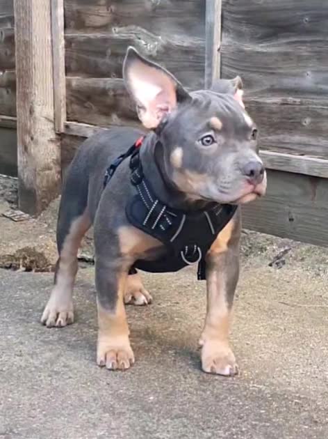 American Bully dogs for sale: American Bully Puppies - Video 1