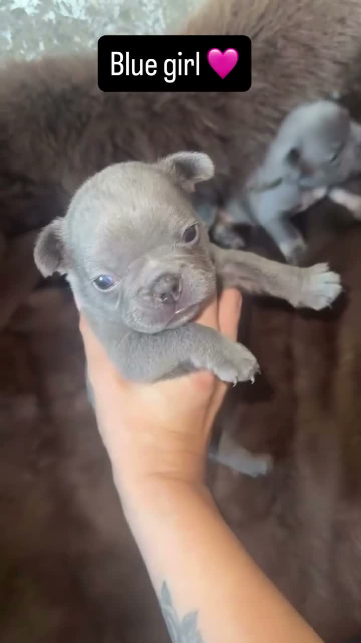French Bulldog dogs for sale: Frenchie pups for sale - Video 3