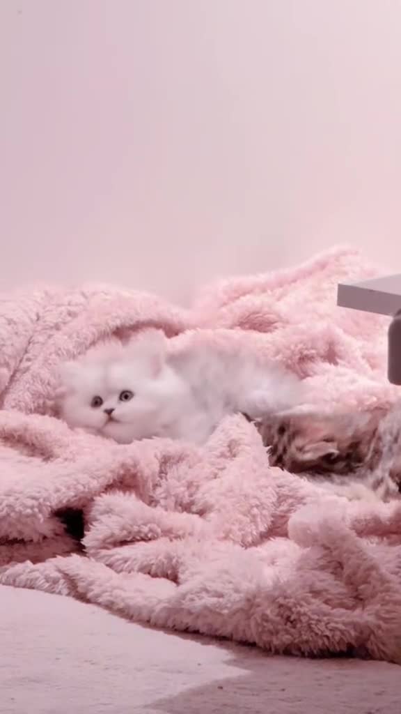 Ragdoll cats for sale: 🐾Fluffy Little Dreamers Are Here!🐈 - Video 3