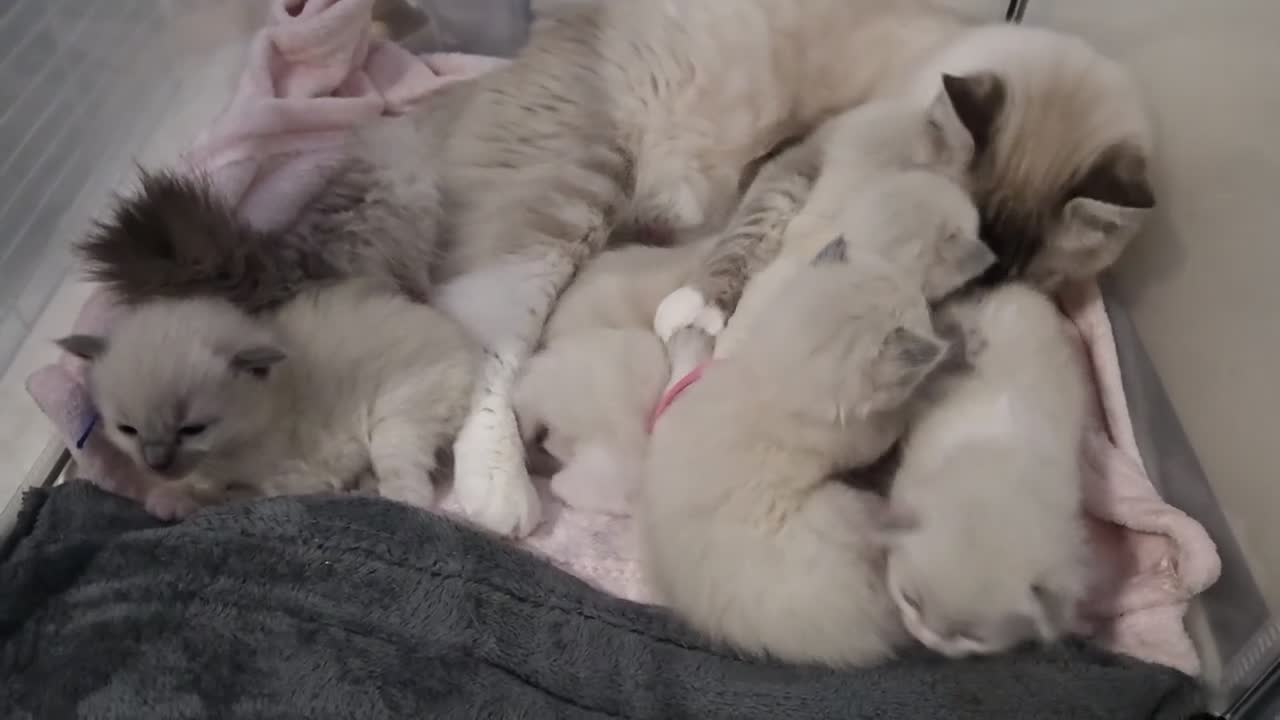 Ragdoll cats for sale: Ragdoll Kittens - Video 1
