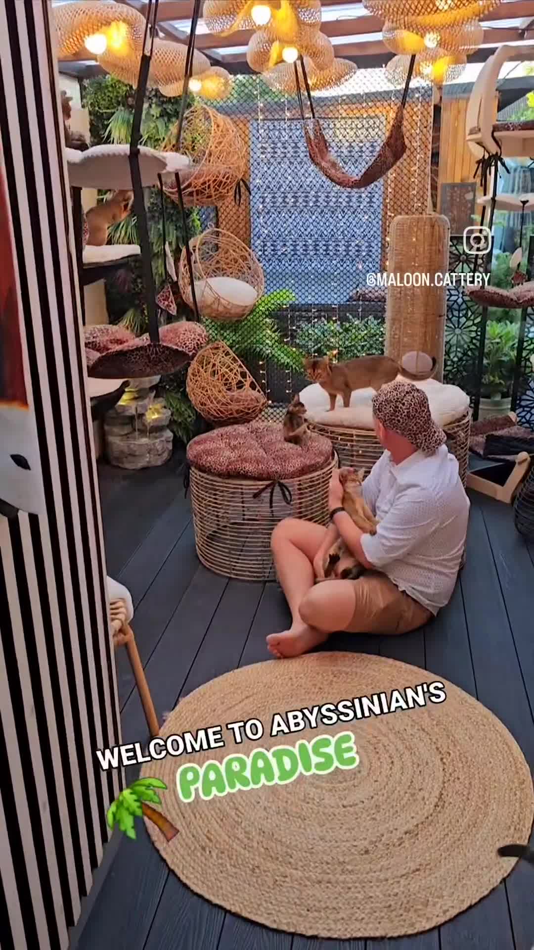 Abyssinian cats for sale: Vanilla Boy-Exceptional Abyssinian-Champion line - Video 4