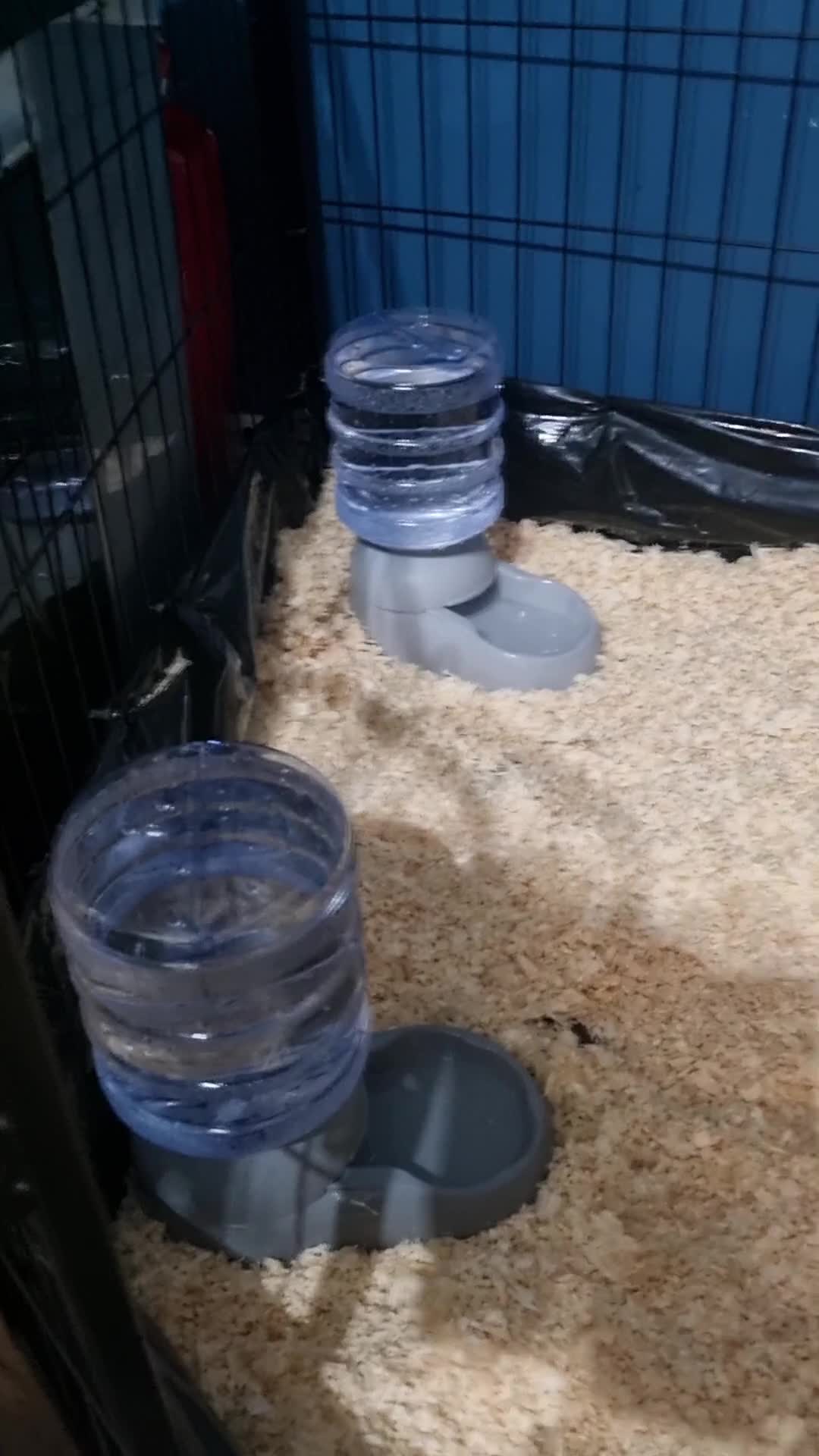 Labrador Retriever dogs for sale: LABRADOR PUPS FOR SALE! Red Fox, Yellow & Black 🐾 - Video 2