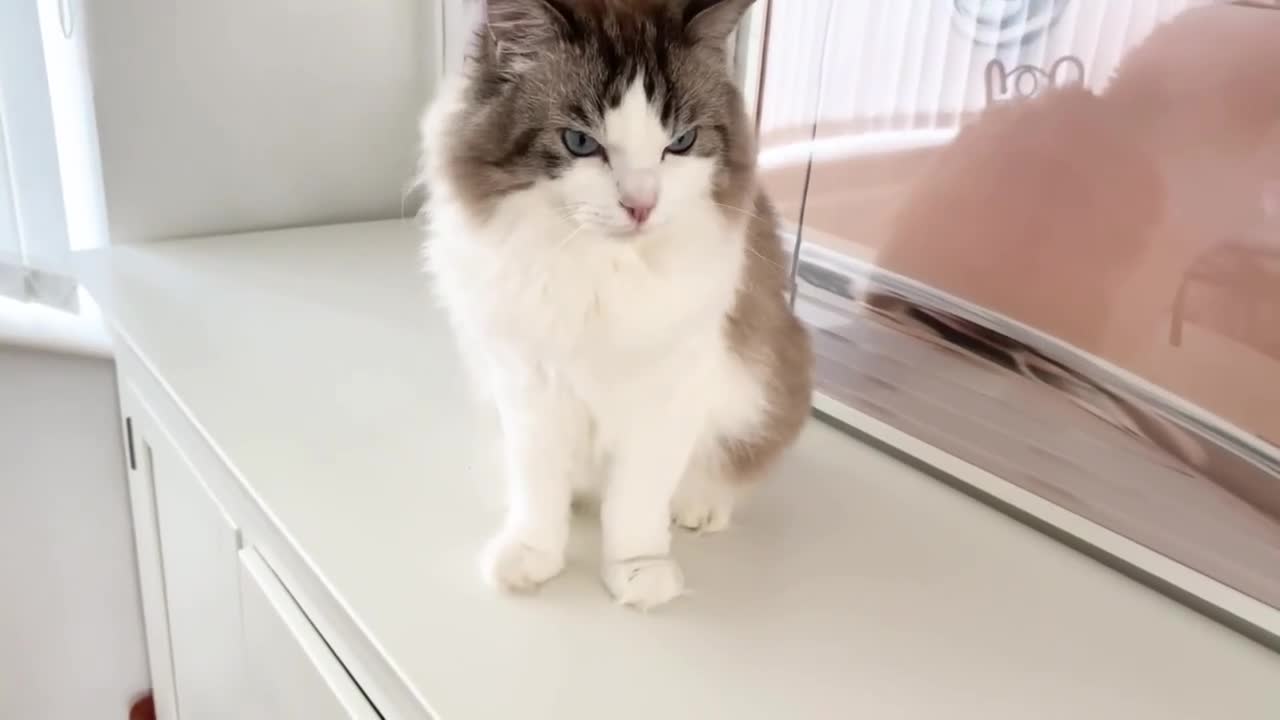 Ragdoll cats for sale: INDOOR GCCF REG 4 YEARS OLD RAGDOLL MALE CAT - Video 1