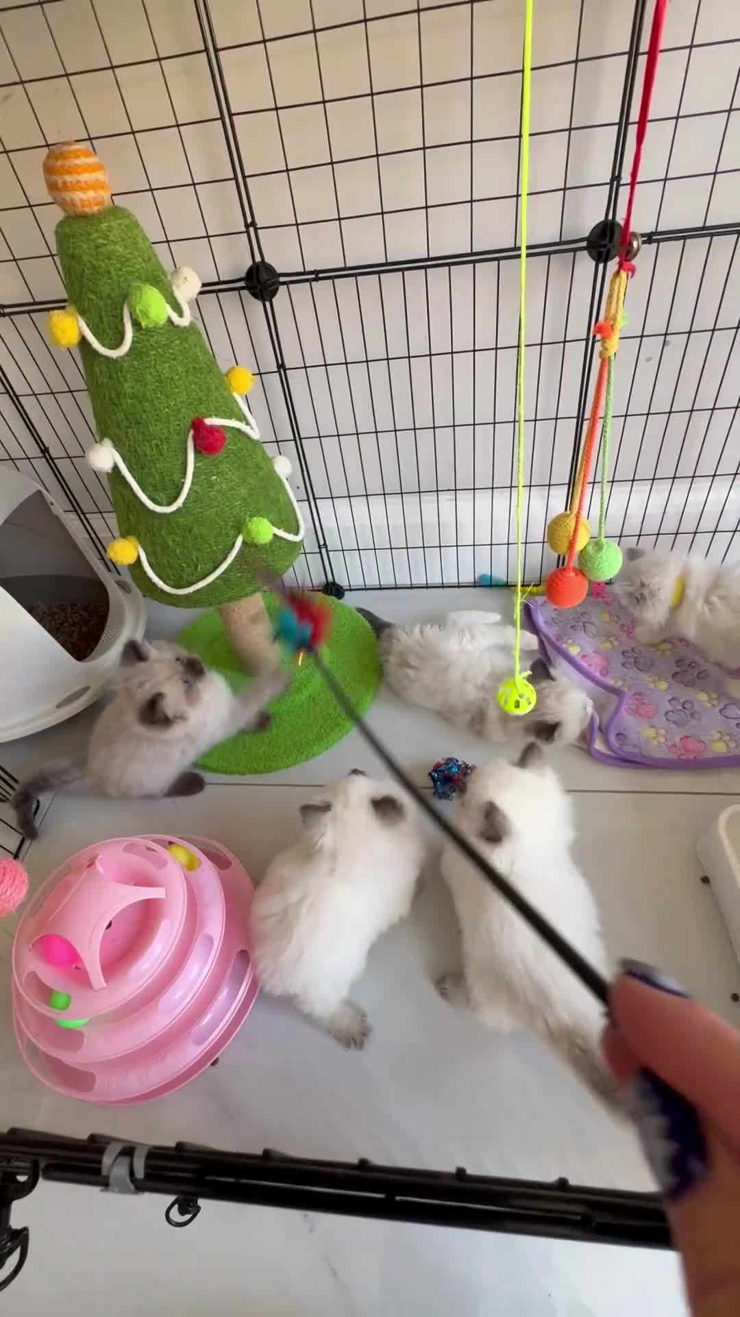 Ragdoll cats for sale: Beautiful ragdolls kittens  - Video 1