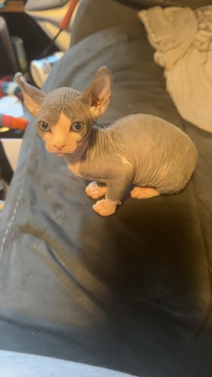 Sphynx cats for sale: Gorgeous full breed Sphynx kittens🐾 - Video 1