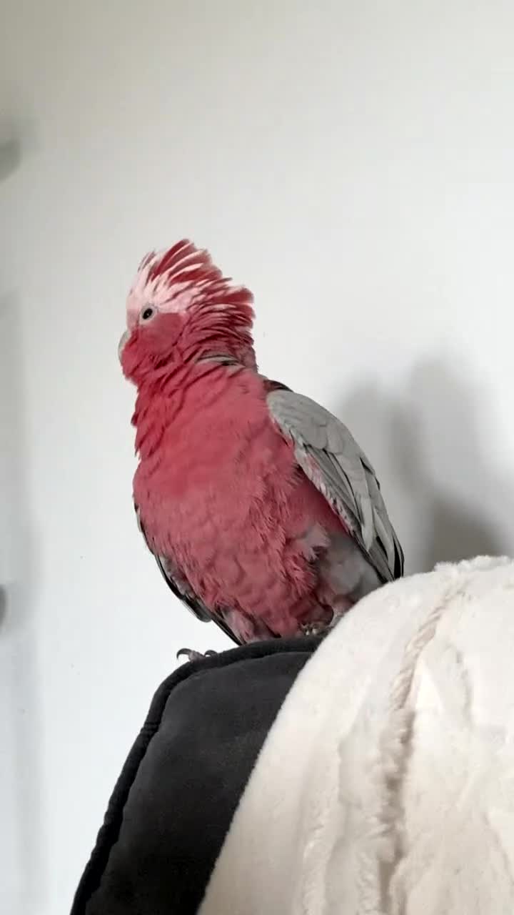 Cockatoo birds for sale: Galah cockatoo  - Video 1