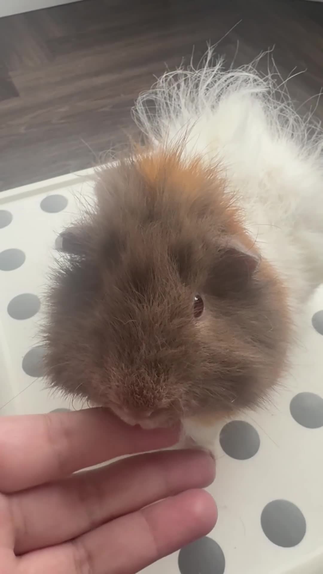 Guinea Pig rodents for sale: Baby Guinea pigs in Watford - Video 1