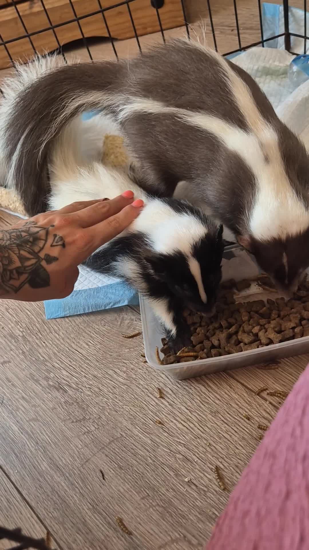 Ferret rodents for sale: Baby skunks  - Video 1