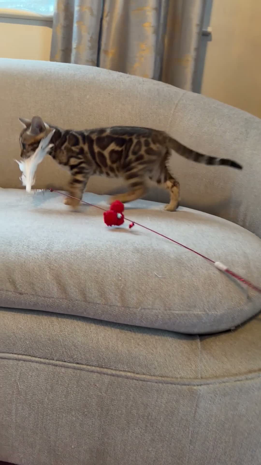 Bengal cats for sale: Nala’s Bengal kitten ready for new home  in Pinner - Video 5