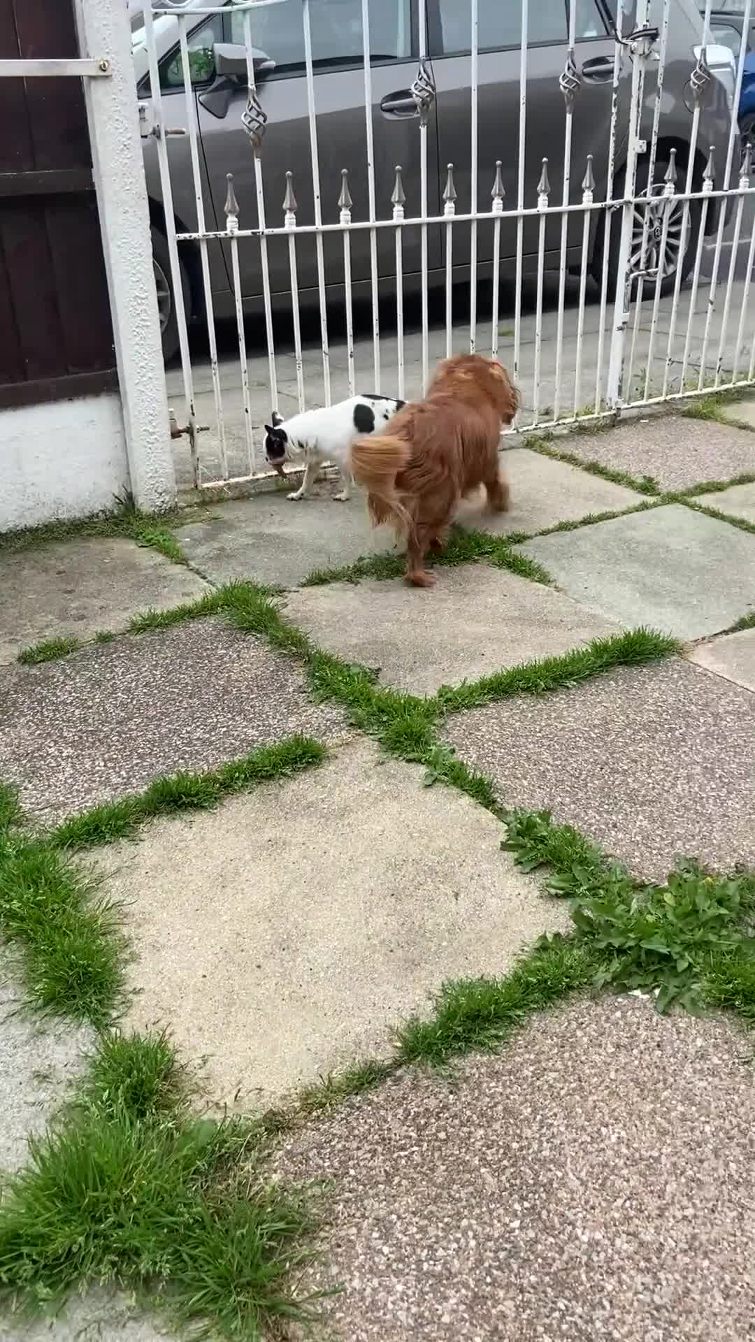 Cavalier King Charles Spaniel dogs for sale: Cavalier King Charles Spaniel Female - Video 1