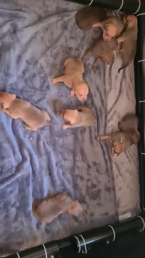 Staffordshire Bull Terrier dogs for sale: Staffy puppies - Video 1