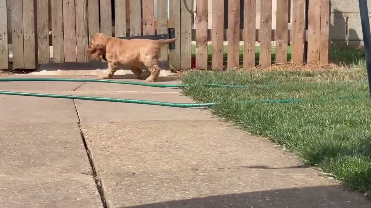 Cocker Spaniel dogs for sale: Last SHOW quality girl  - Video 1