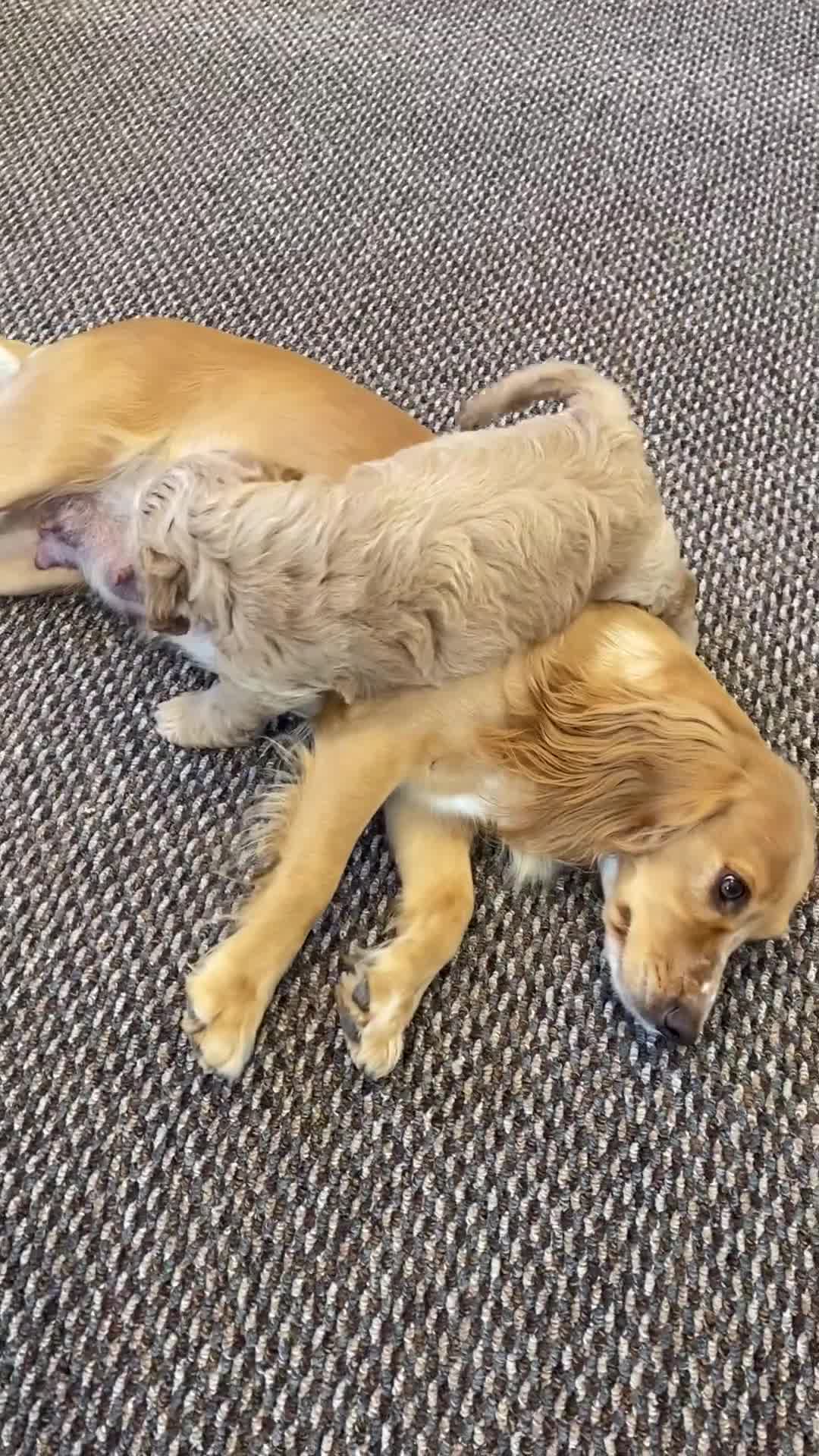 Cockapoo dogs for sale: 2 BOYS LEFT Quality F1 Cockapoos DNA CLEAR PARENTS - Video 2