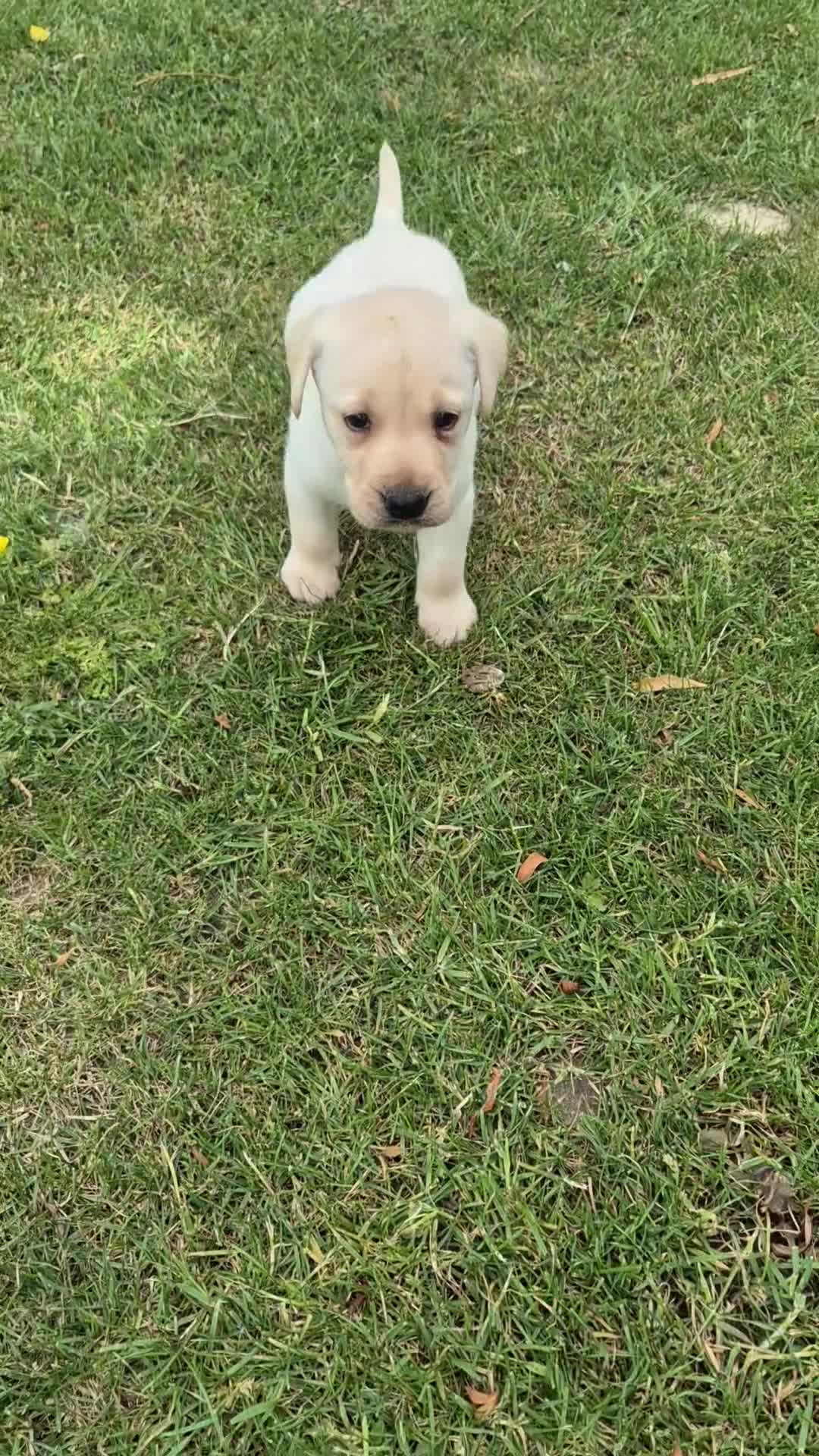 Labrador Retriever dogs for sale: 🐾 Beautiful Labrador Puppies – KC Registered 🐾 - Video 1