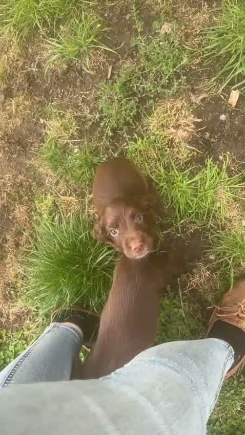 Sprocker dogs for sale: Sprocker pups for sale - Video 1