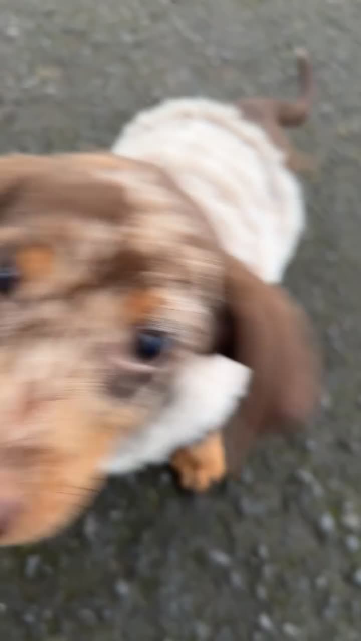 Miniature Dachshund dogs for sale: 20 week, female miniature dapple dachshund puppy  - Video 1