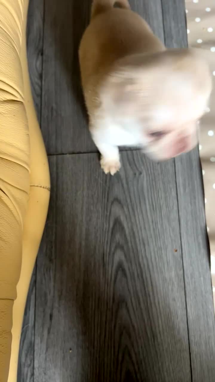 Pug dogs for sale: 1 gorgeous pug boy  - Video 1