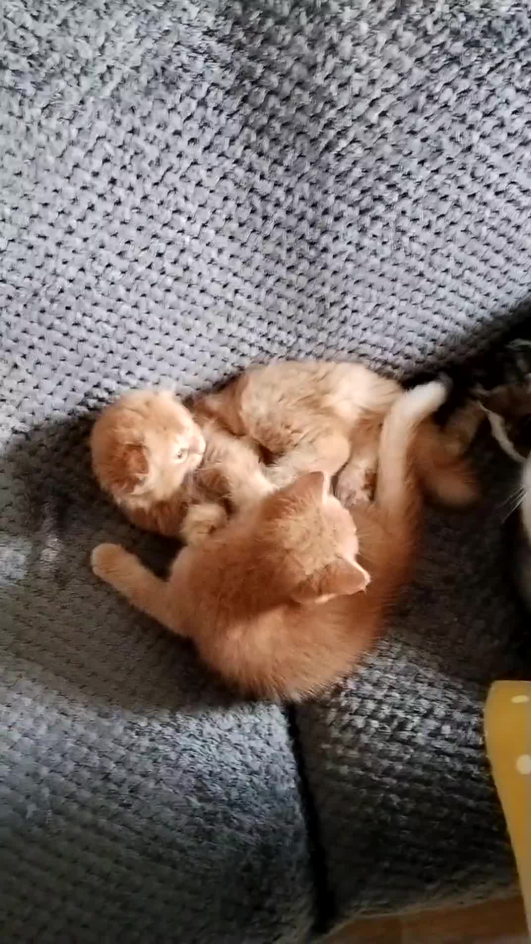 Mixed Breed cats for sale: Beautiful kittens looking for home  - Video 1
