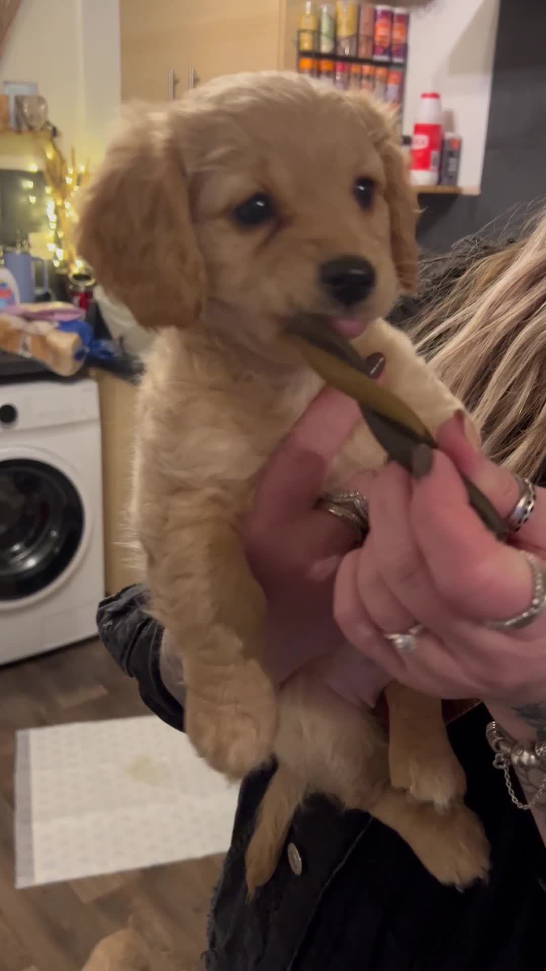 Mixed Breed dogs for sale: Dachshund Cavapoo mix  - Video 2