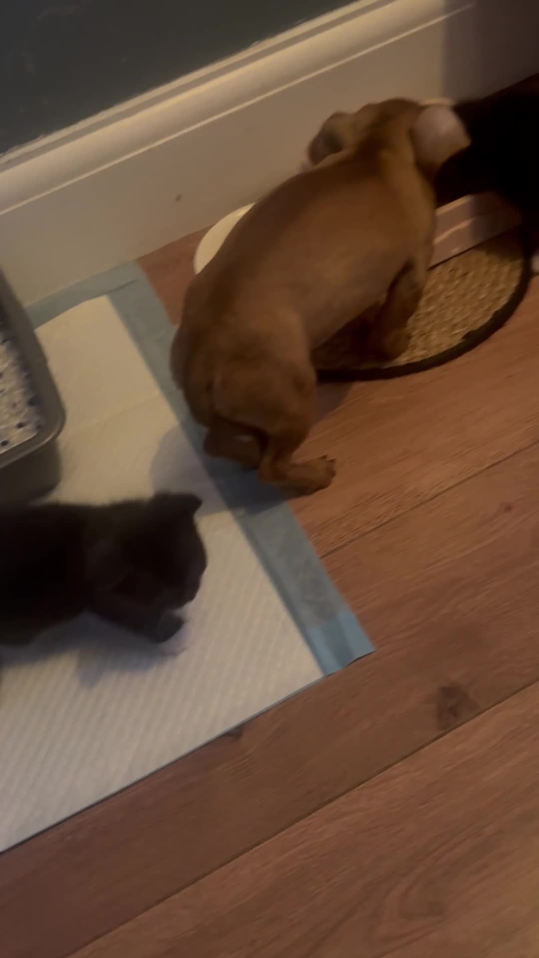 Mixed Breed cats for sale: BSH x Persian Kittens  - Video 1