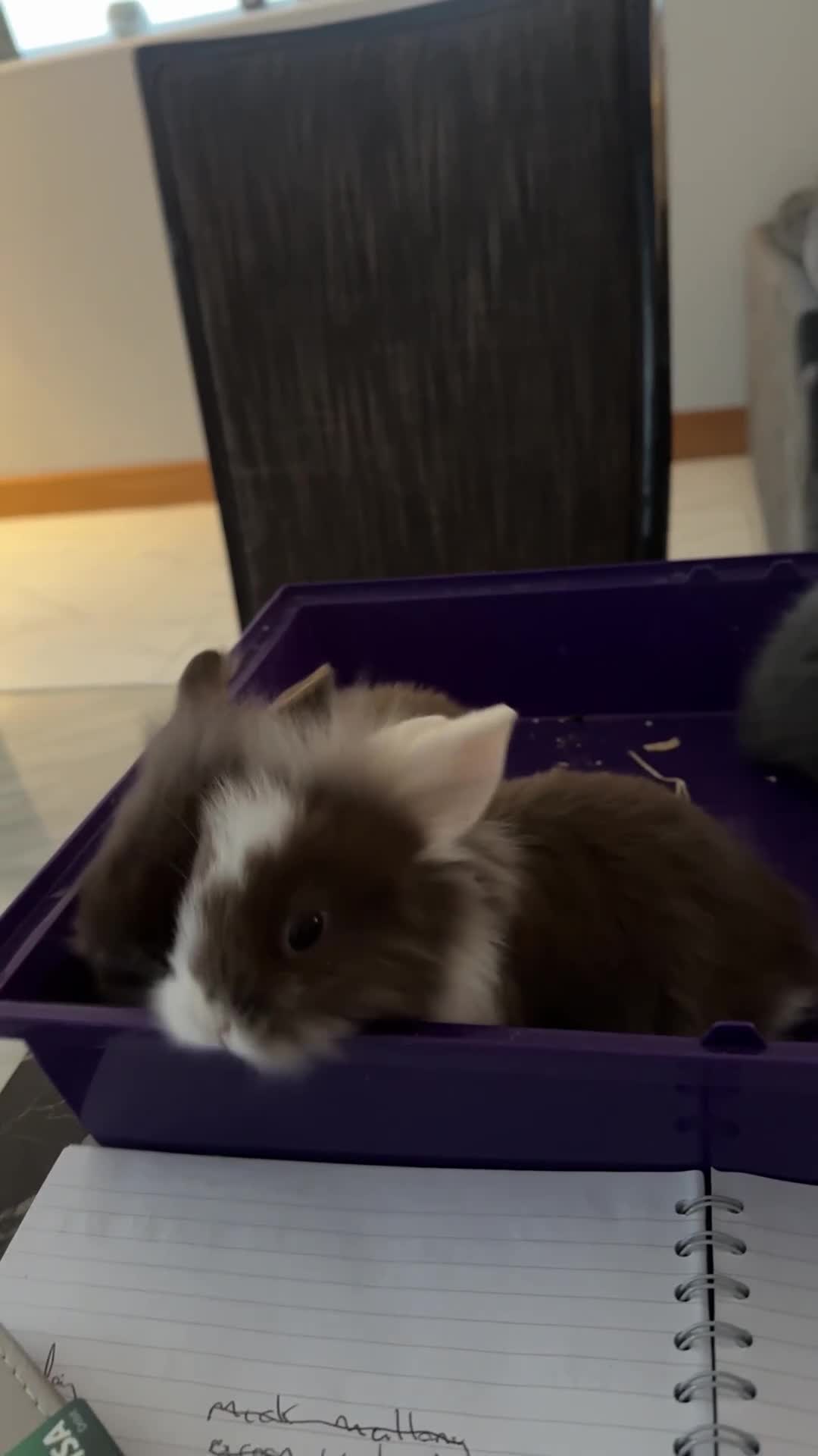 Lionhead rabbits for sale: Lion head baby rabbits  - Video 1