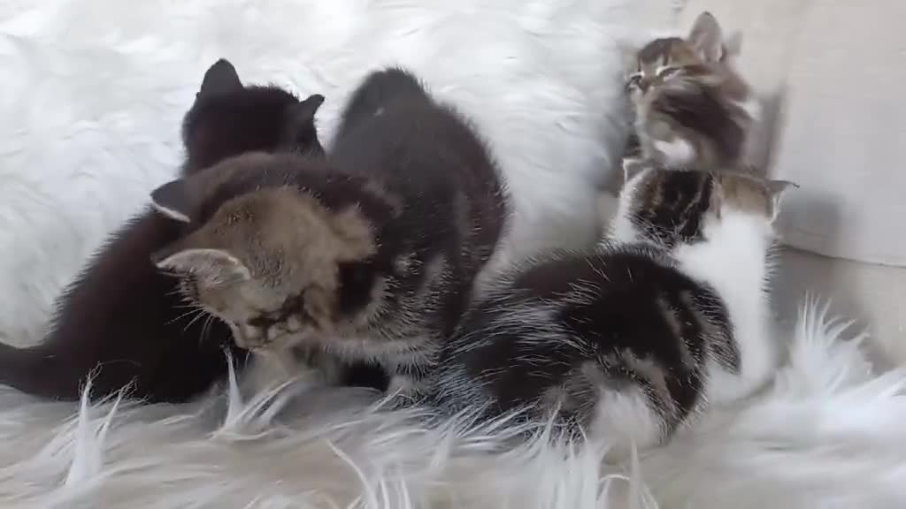 Mixed Breed cats for sale: 5 Happy Playful Kittens  - Video 1