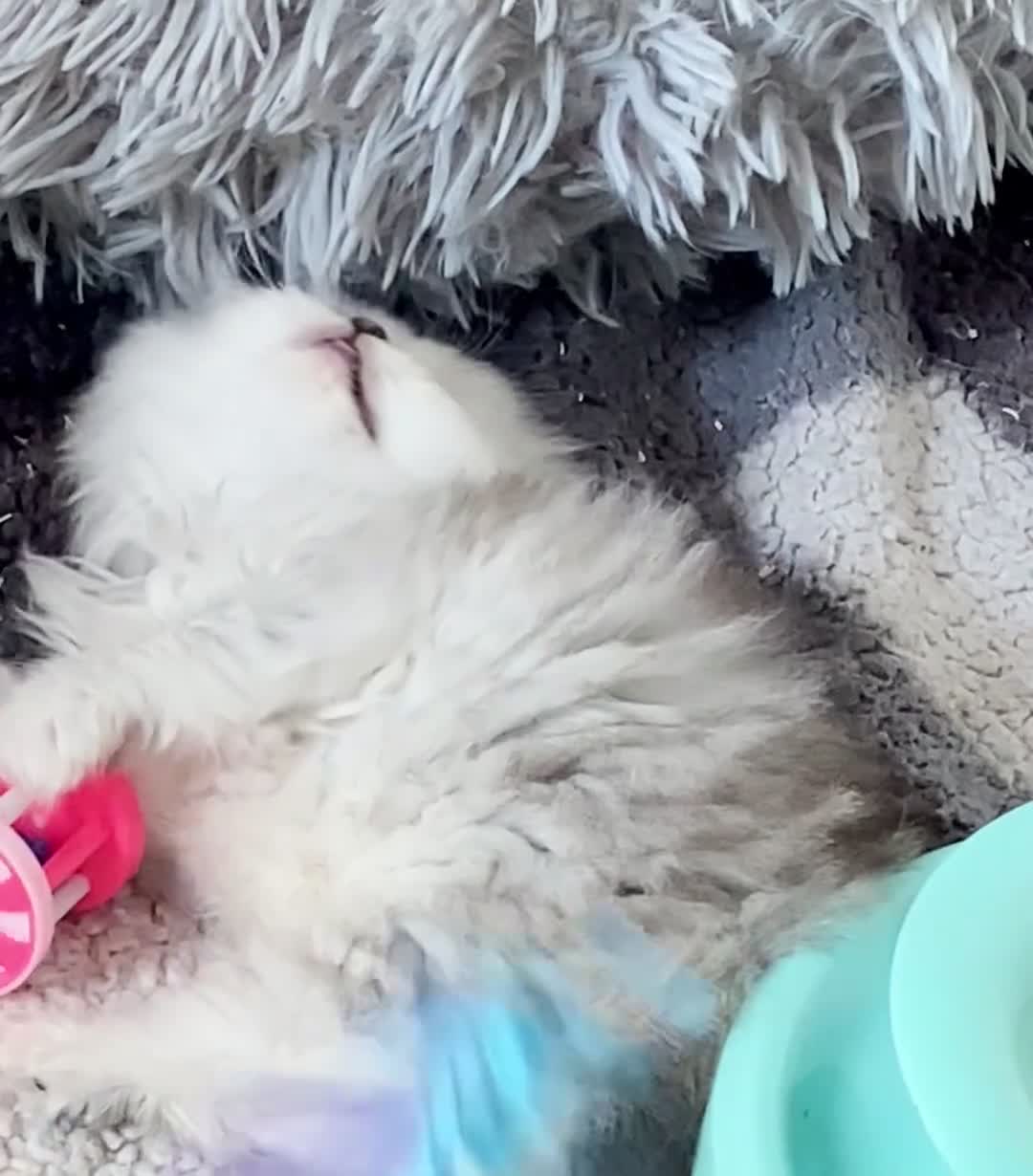 Persian cats for sale: TICA Reg Silver Persian Chinchilla Kittens  - Video 2